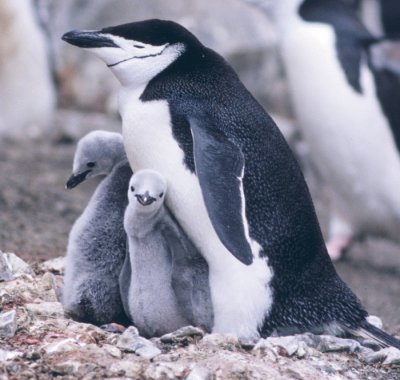 Pinguino barbijo
