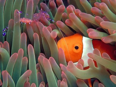 Hawaii Anemone, Clownfish, Shrimp