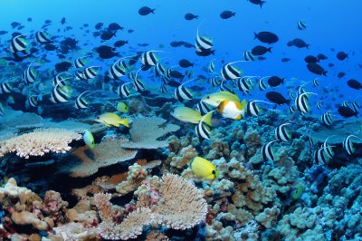 פאזל של Hawaii Reefs