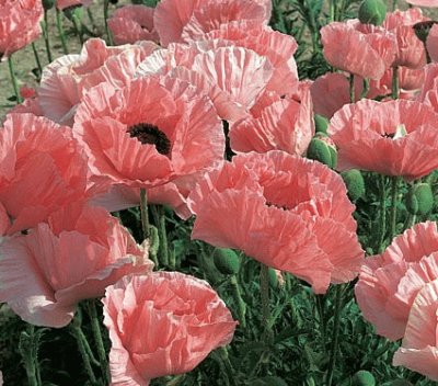 amapolas jigsaw puzzle