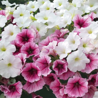 petunias jigsaw puzzle