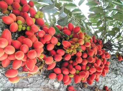 frutas