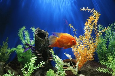 Sea Fish