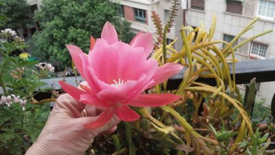 flor de la pluma de Sta. Teresa