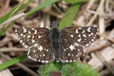 Pyrgus malvae