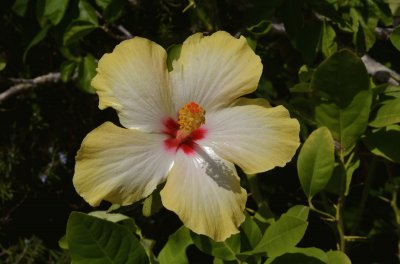 hibiskus