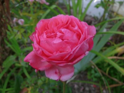 pivoine jigsaw puzzle