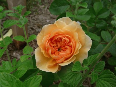 rose