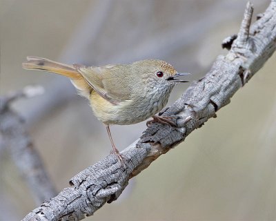 Acanthiza pusilla