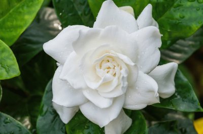 פאזל של gardenia