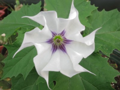 Datura jigsaw puzzle