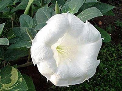 פאזל של Datura