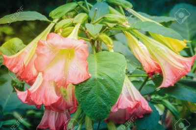 פאזל של Datura