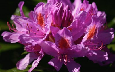 Fleur de rhododendron