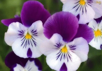 פאזל של violeta
