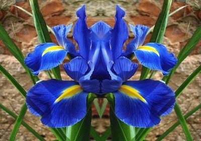 flor