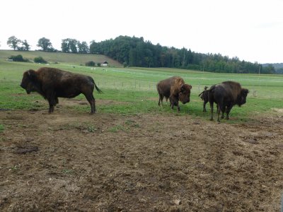 Bisontes jigsaw puzzle