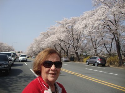 Cerezos en flor