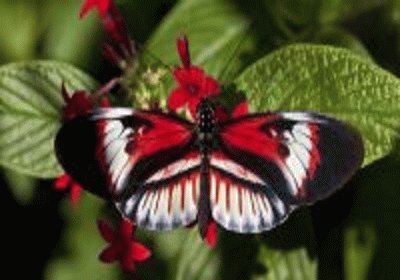 פאזל של borboleta