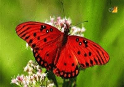 פאזל של borboleta