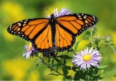 borboleta