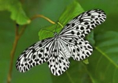 borboleta jigsaw puzzle