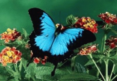 borboleta jigsaw puzzle