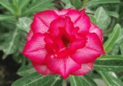 flor