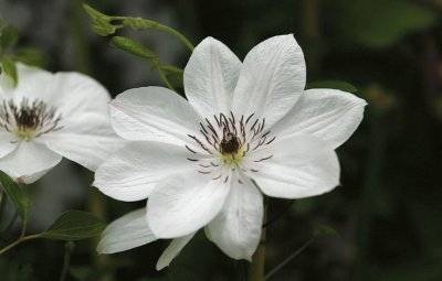 clematite jigsaw puzzle