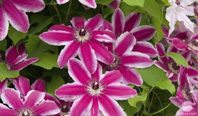 פאזל של fleurs de clematites