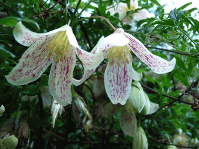 פאזל של fleurs de clematites