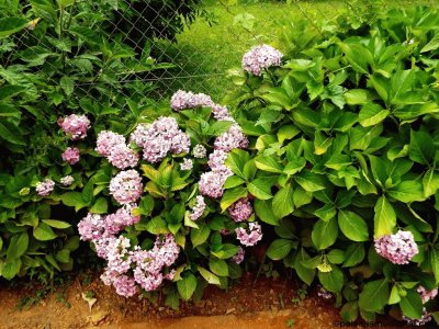 Plants jigsaw puzzle