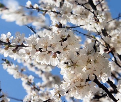 פאזל של Flores Blancas