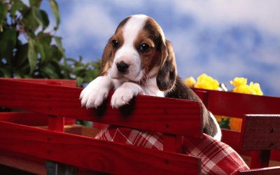 Beagle jigsaw puzzle