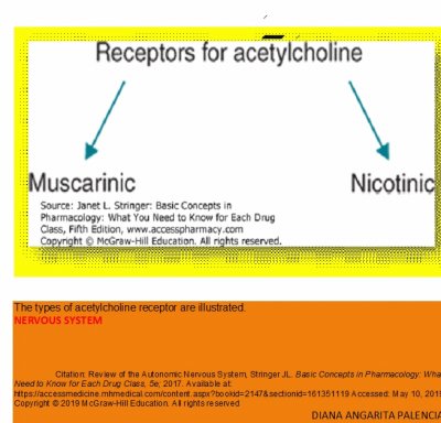 פאזל של receptores de la Acetilcolina