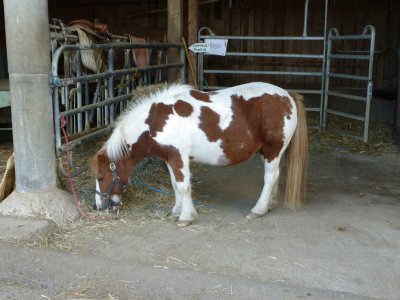 Poney jigsaw puzzle