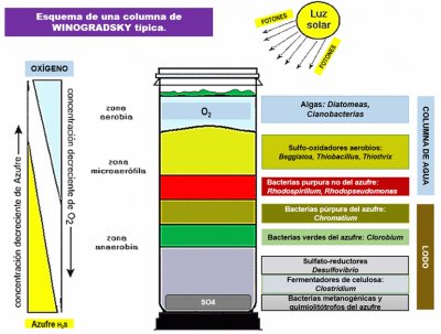 Columna de Winogradsky