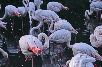 פאזל של Flamingos