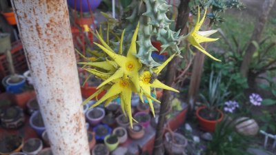 ORBEA LUTEA