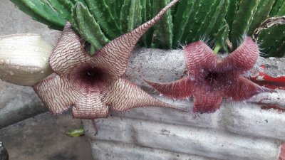 STAPELIA GRANDIFLORA Y GIGANTEA ROJA jigsaw puzzle