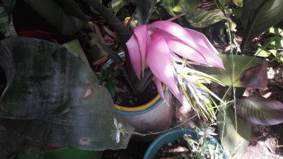 BROMELIA