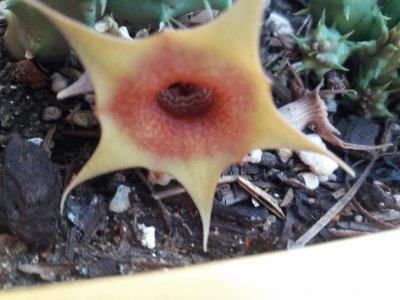 HUERNIA FREAK