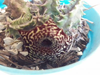 HUERNIA TIGRINA jigsaw puzzle