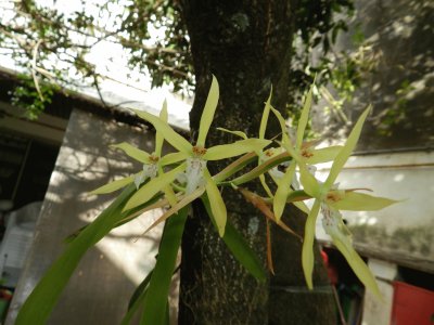 ORQUIDEA