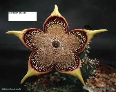 EDITHCOLEA GRANDIS