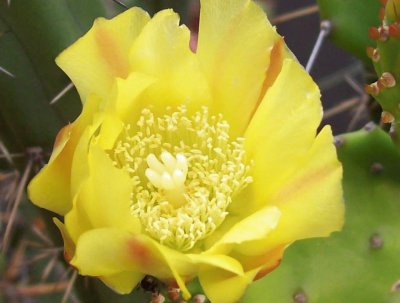 OPUNTIA