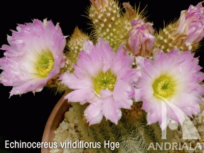 ECHINOCEREUS jigsaw puzzle