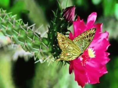 OPUNTIA jigsaw puzzle