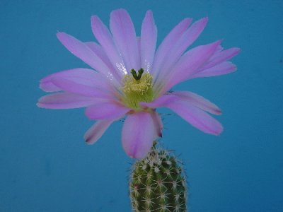 פאזל של ECHINOCEREUS