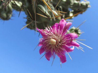 FLOR DE CHOLA